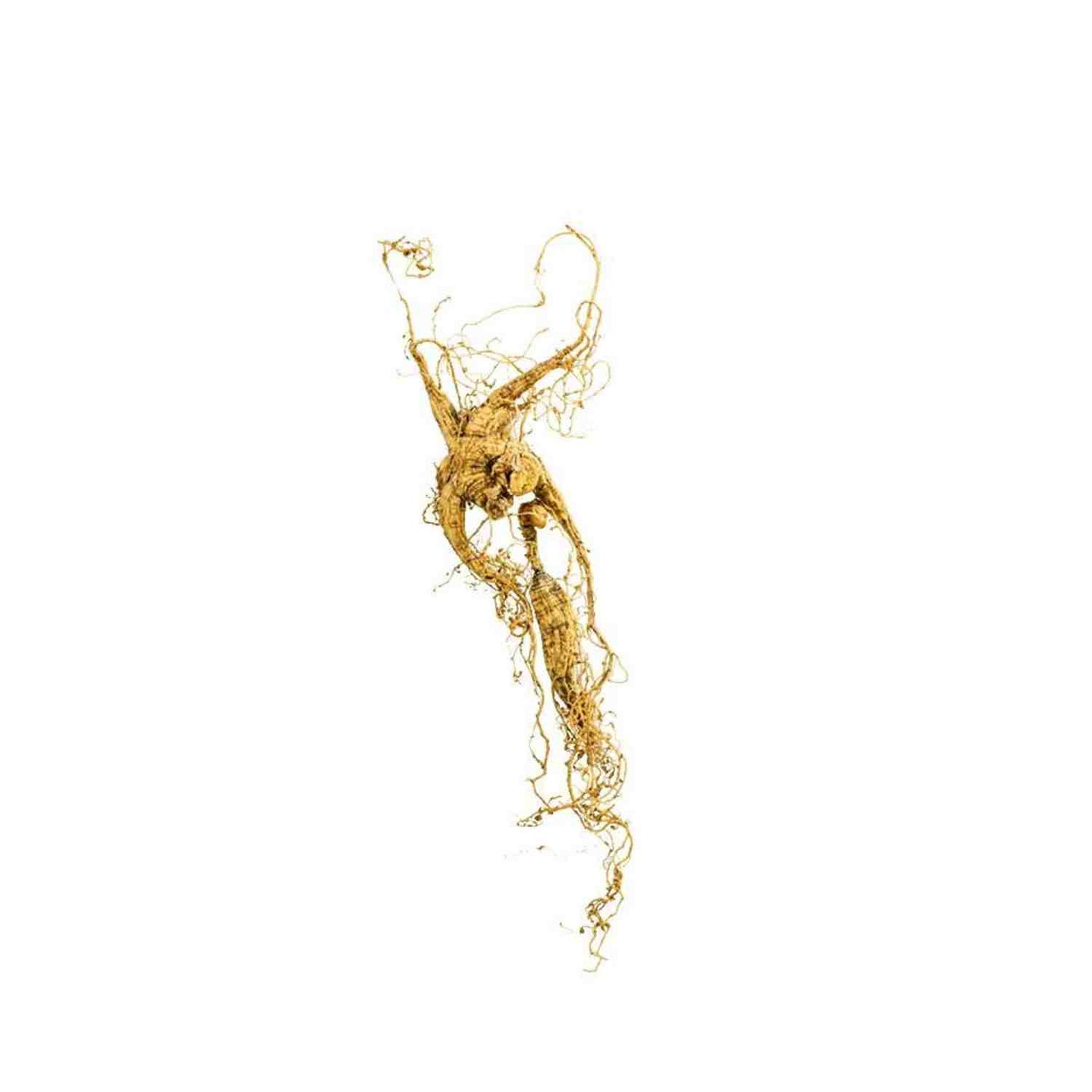 American Ginseng (Wild-New Zealand Grown)