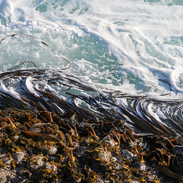 Seaweed - the first super food!